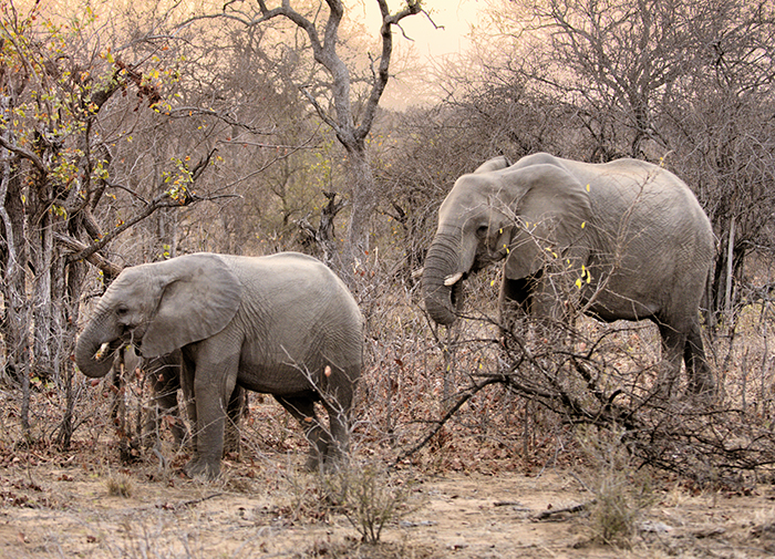 Baby elephant and mother